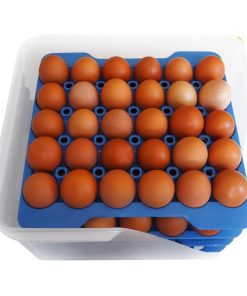 Araven Airtight Container with 4 Egg Trays GN 2-3 200mm (DP209)